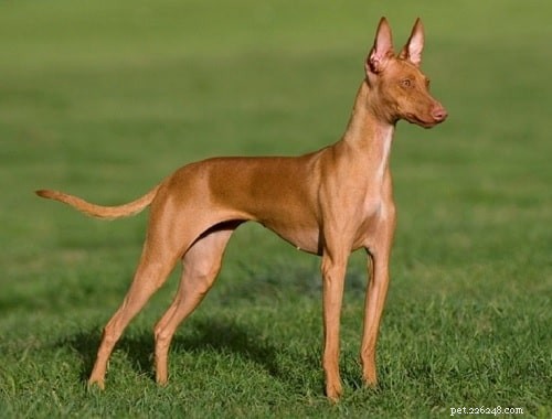 Cirneco dell Etna Puppies: Breeding, Development, and Family Companionship