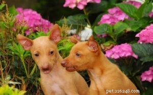 Cirneco dell Etna Puppies: Breeding, Development, and Family Companionship