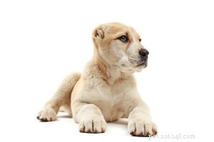 Central Asian Shepherd Puppies: Growth, Care, and Development Guide