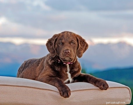 Discover Chesapeake Bay Retriever Puppies: Traits, Care, and Development