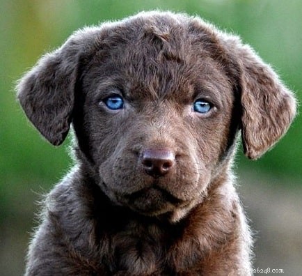 Discover Chesapeake Bay Retriever Puppies: Traits, Care, and Development