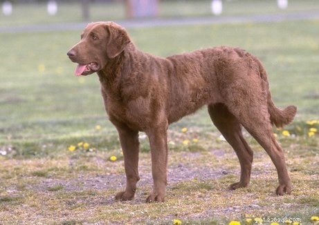 Discover Chesapeake Bay Retriever Puppies: Traits, Care, and Development