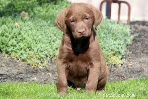 Discover Chesapeake Bay Retriever Puppies: Traits, Care, and Development