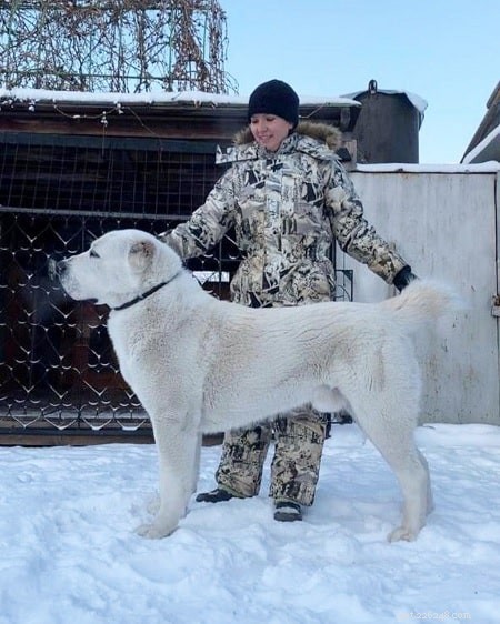 Central Asian Shepherd Puppies: Growth, Care, and Development Guide