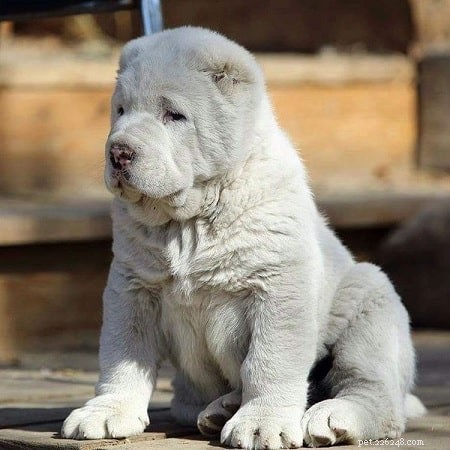 Central Asian Shepherd Puppies: Growth, Care, and Development Guide