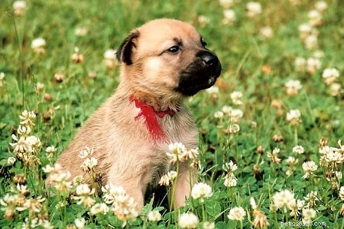 Raising Chinook Puppies: A Complete Guide to Development & Care