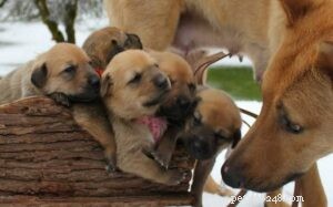 Raising Chinook Puppies: A Complete Guide to Development & Care