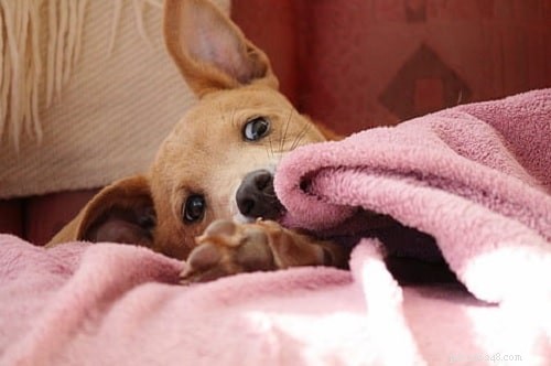 Raising Chinook Puppies: A Complete Guide to Development & Care