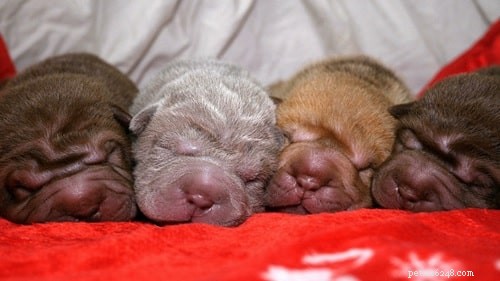 Chinese Shar-Pei Puppies: Development, Care & Health Guide