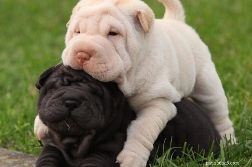Chinese Shar-Pei Puppies: Development, Care & Health Guide