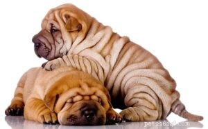 Chinese Shar-Pei Puppies: Development, Care & Health Guide