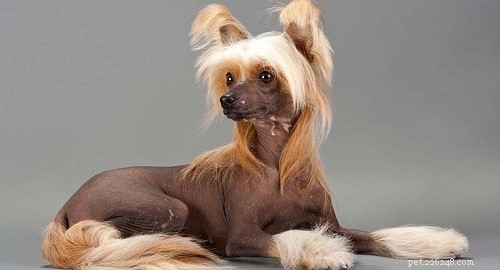 Chinese Crested Dog Puppies: Growth, Development, and Care Guide