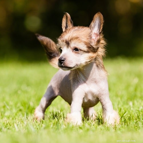 Chinese Crested Dog Puppies: Growth, Development, and Care Guide