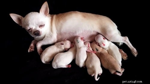 Adorable Chihuahua Puppies: Breeding, Growth, and Care