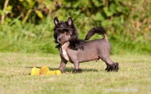 Chinese Crested Dog Puppies: Growth, Development, and Care Guide