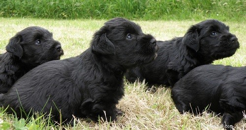 Cesky Terrier Puppies: From Newborn to Companion – A Complete Guide