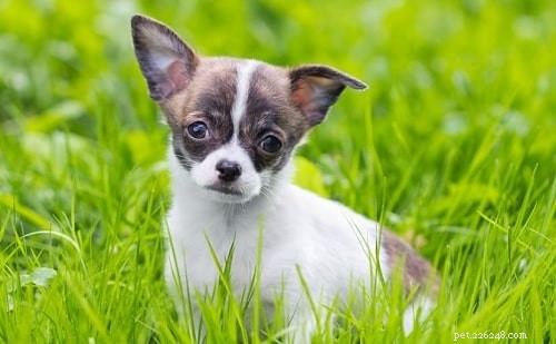 Adorable Chihuahua Puppies: Breeding, Growth, and Care