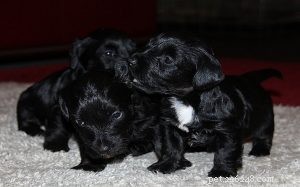 Cesky Terrier Puppies: From Newborn to Companion – A Complete Guide