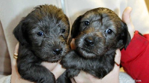 Cesky Terrier Puppies: From Newborn to Companion – A Complete Guide