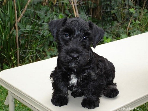 Cesky Terrier Puppies: From Newborn to Companion – A Complete Guide