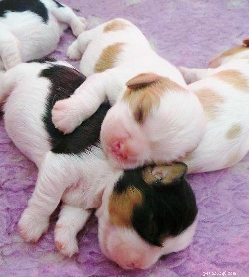 Cavalier King Charles Spaniel Puppies: Breeding, Development & Care Guide