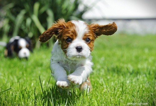 Cavalier King Charles Spaniel Puppies: Breeding, Development & Care Guide