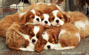 Cavalier King Charles Spaniel Puppies: Breeding, Development & Care Guide