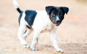 Discover the Danish‑Swedish Farmdog: Loyal, Friendly Family Companion
