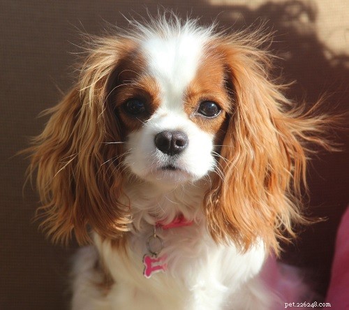 Cavalier King Charles Spaniel Puppies: Breeding, Development & Care Guide