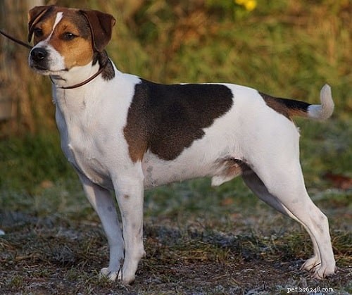 Discover the Danish‑Swedish Farmdog: Loyal, Friendly Family Companion