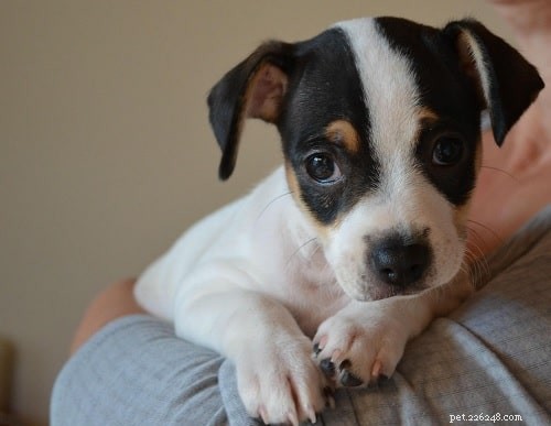 Discover the Danish‑Swedish Farmdog: Loyal, Friendly Family Companion