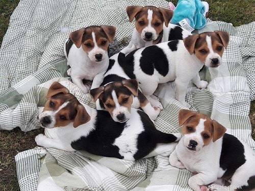 Discover the Danish‑Swedish Farmdog: Loyal, Friendly Family Companion