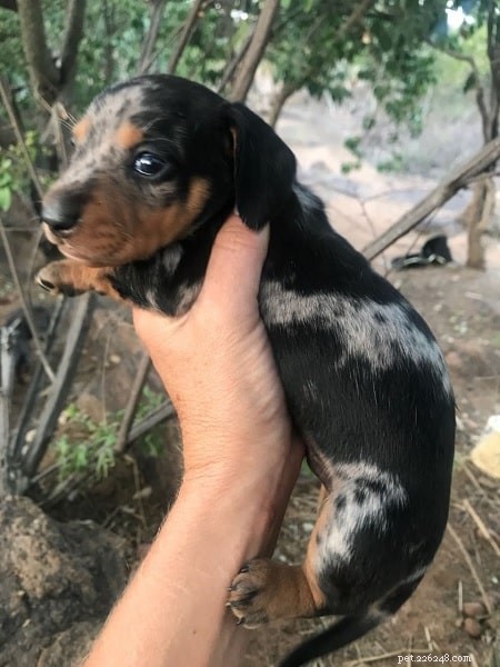 Raising Healthy Dachshund Puppies: Expert Care & Socialization Tips