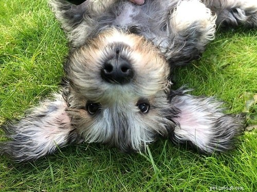 Caring for Dandie Dinmont Terrier Puppies: A Comprehensive Guide