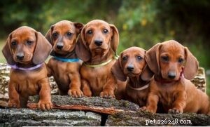 Raising Healthy Dachshund Puppies: Expert Care & Socialization Tips