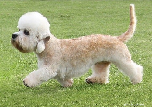 Caring for Dandie Dinmont Terrier Puppies: A Comprehensive Guide