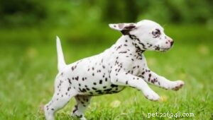 Raising Dalmatian Puppies: From Newborn to Adult
