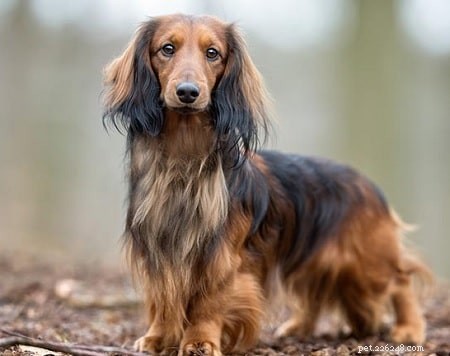 Raising Healthy Dachshund Puppies: Expert Care & Socialization Tips