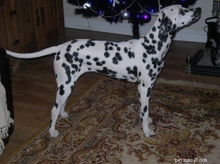 Raising Dalmatian Puppies: From Newborn to Adult