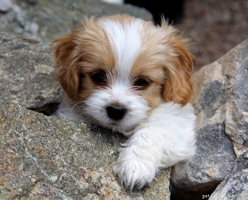 Cavachon Puppies: Development, Care, and Temperament