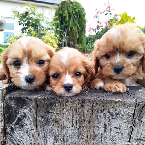 Cavachon Puppies: Development, Care, and Temperament
