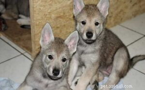 Czechoslovakian Vlčák Puppies: Expert Care, Training, and Health Guide