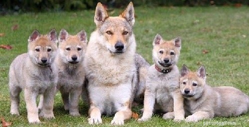 Czechoslovakian Vlčák Puppies: Expert Care, Training, and Health Guide