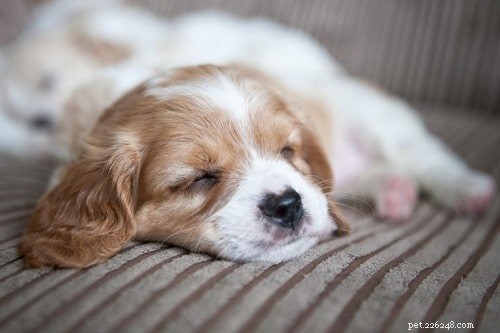 Cavachon Puppies: Development, Care, and Temperament