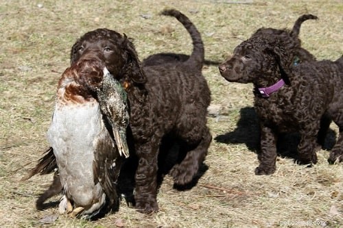 Curly-Coated Retriever Puppies: Growth, Care, and Character Insights