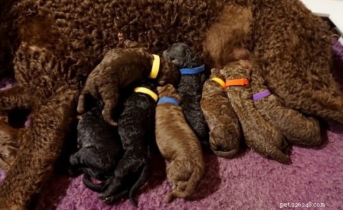 Curly-Coated Retriever Puppies: Growth, Care, and Character Insights