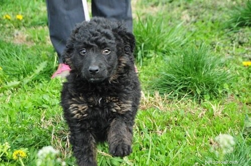 Croatian Sheepdog Puppies: Growth, Care & Family Companion Guide