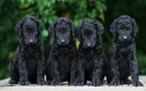 Curly-Coated Retriever Puppies: Growth, Care, and Character Insights