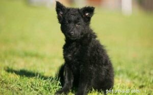 Croatian Sheepdog Puppies: Growth, Care & Family Companion Guide