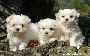 Coton de Tulear Puppies: Traits, Care, and Development